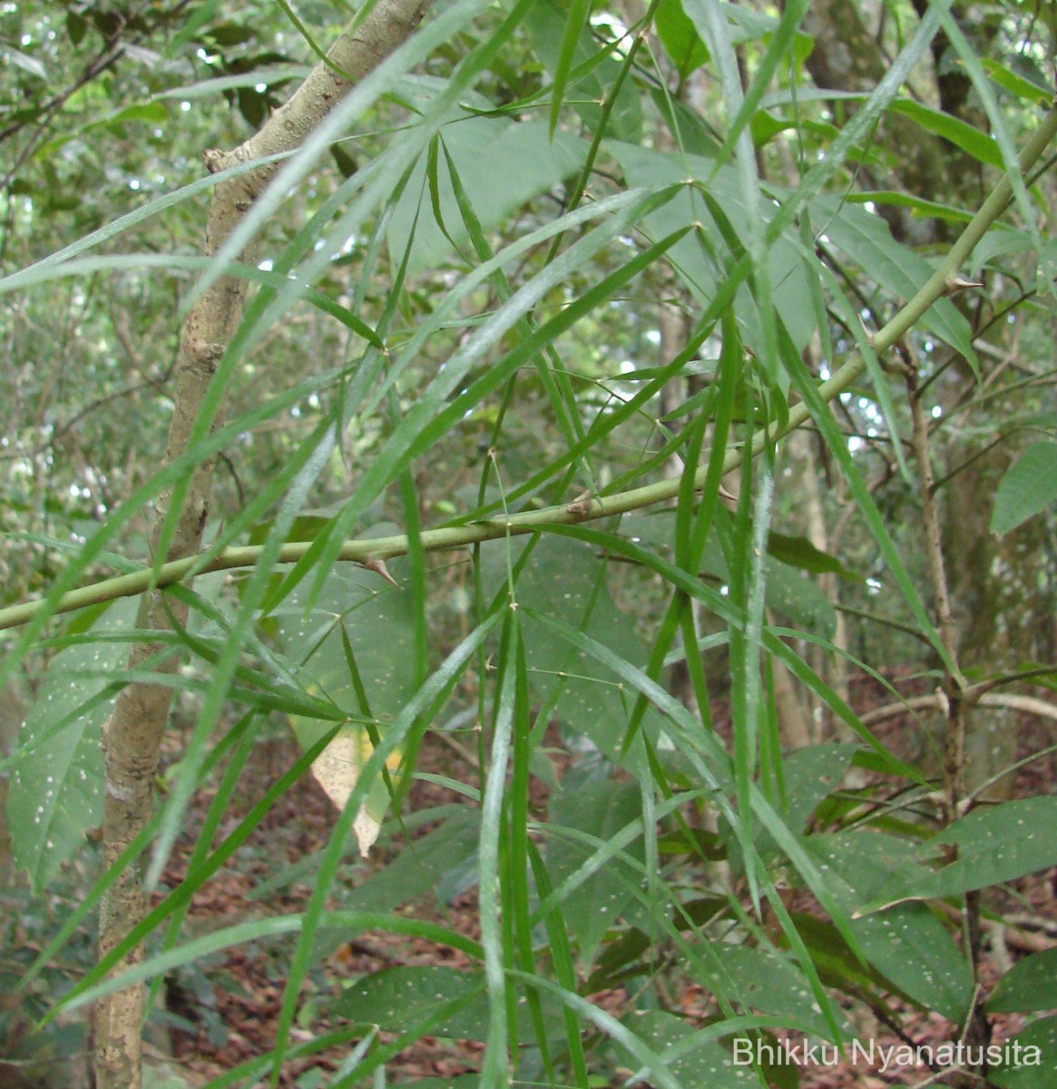 Asparagus falcatus L.